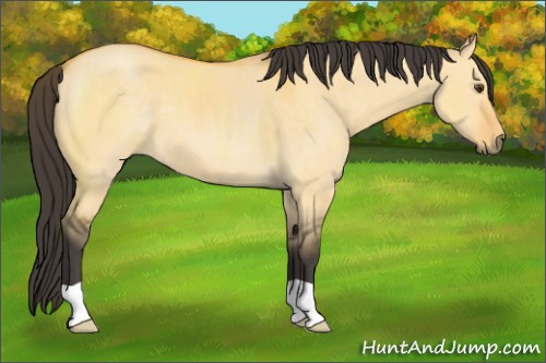 Horse Color:Buckskin Dun
