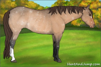 Horse Color:Bay Dun Appaloosa Rabicano 