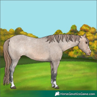Horse Color:Bay Dun Varnish Rabicano 