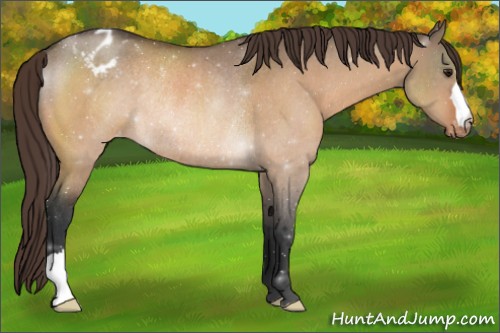Horse Color:Bay Dun Appaloosa Rabicano 