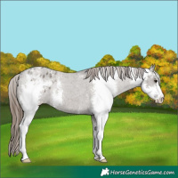 Horse Color:Grullo Sabino Varnish Rabicano 