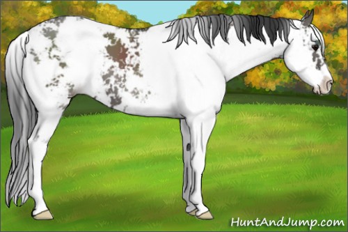 Horse Color:Grullo Sabino 