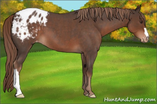 Horse Color:Liver Red Roan Appaloosa 