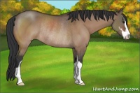 Horse Color:Brown Dun Sabino Rabicano 