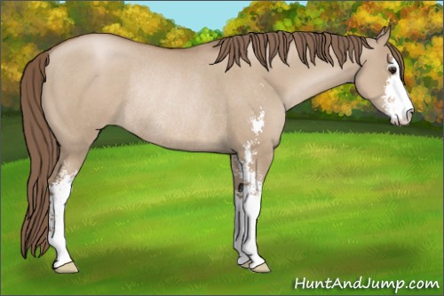 Horse Color:Grullo Pearl Sabino Rabicano