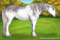 Horse Color:White Spotted Silver Blue Roan 