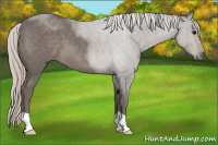Horse Color:Silver Blue Roan 