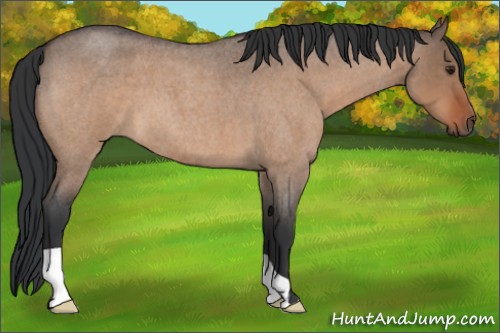Horse Color:Brown Roan Dun