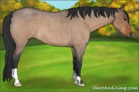 Horse Color:Brown Roan Dun 