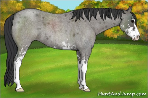 Horse Color:Grullo Roan Sabino