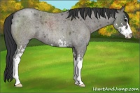 Horse Color:Grullo Roan Sabino 