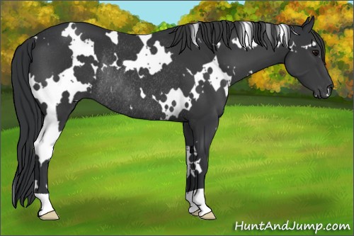 Horse Color:White Spotted Black Rabicano 