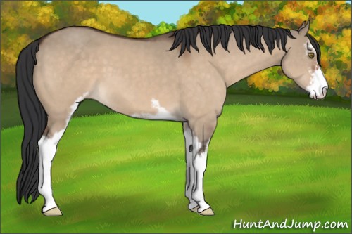 Horse Color:Brown Dun Sabino