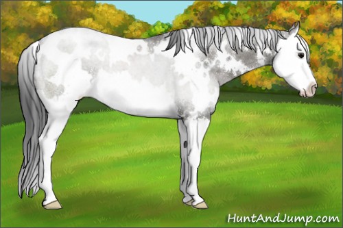 Horse Color:White Spotted Grullo Roan Splash