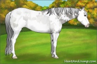 Horse Color:White Spotted Grullo Roan Splash 