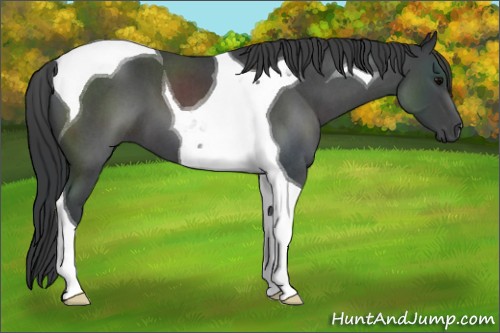 Horse Color:Blue Roan Tobiano