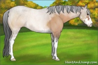 Horse Color:Bay Roan Dun Sabino 