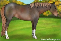 Horse Color:Liver Red Roan 