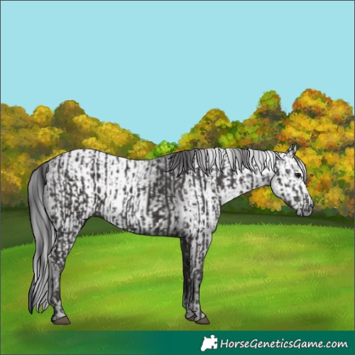 Horse Color:Smoky Black  and Gray Smoky Black 