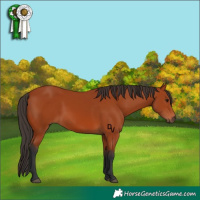 Horse Color:Bay 