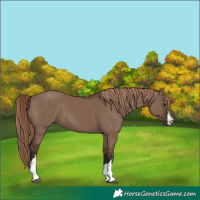 Horse Color:Liver Red Dun 