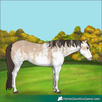 Horse Color:White Spotted Bay Dun 
