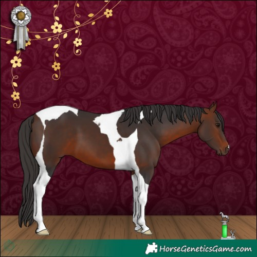Horse Color:Bay Tobiano