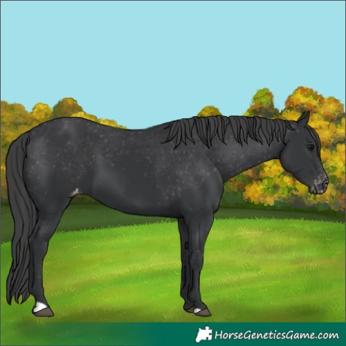 Horse Color:Black Varnish 