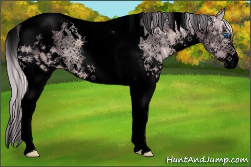 Horse Color:Void Watercolor Silver Black Ice Sabino Splash Tobiano Appaloosa 
