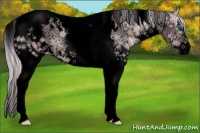 Horse Color:Void Watercolor Silver Black Ice Sabino Splash Tobiano Appaloosa 