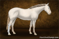 Horse Color:Perlino Dun 
