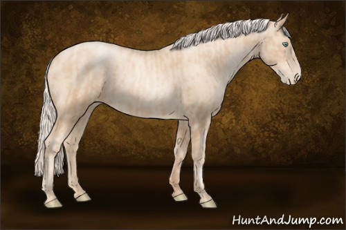 Horse Color:Gold Champagne Pearl Rabicano and Gold Cream Champagne Pearl Rabicano
