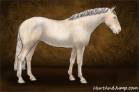 Horse Color:Gold Champagne Pearl Rabicano  and Gold Cream Champagne Pearl Rabicano 