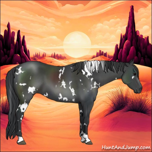 Horse Color:White Spotted Black
