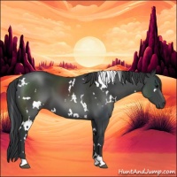 Horse Color:White Spotted Black