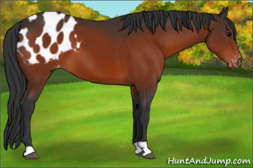 Horse Color:Bay Appaloosa 