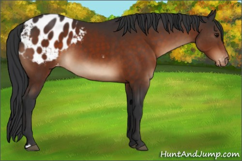 Horse Color:Brown Appaloosa