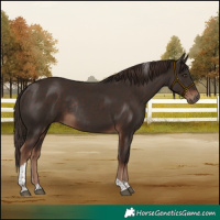 Horse Color:Liver Chestnut Tobiano Rabicano 