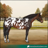 Horse Color:Brown Tobiano Appaloosa