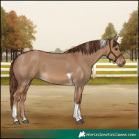 Horse Color:Red Dun Tobiano 