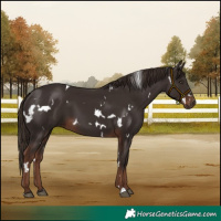 Horse Color:White Spotted Liver Chestnut