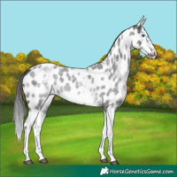 Horse Color:White Spotted Blue Roan Splash Frame Appaloosa 