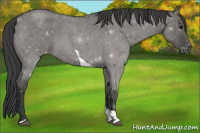 Horse Color:Grullo Roan Tobiano Varnish 