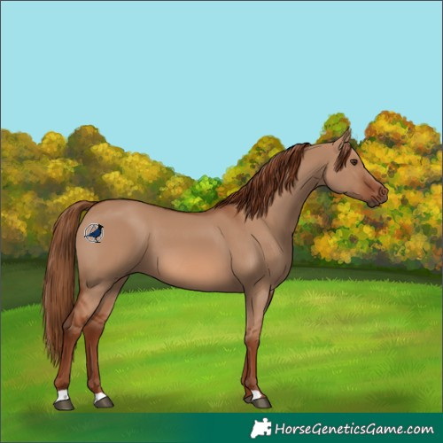 Horse Color:Red Dun