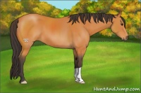 Horse Color:Buckskin 