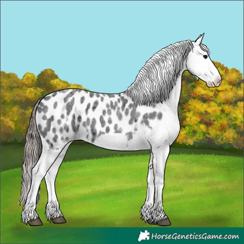 Horse Color:White Spotted Blue Roan Splash Frame Appaloosa