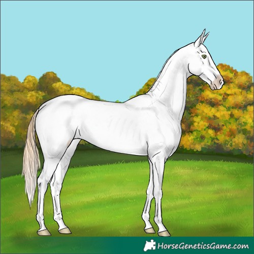 Horse Color:Gold Champagne Roan Dun Splash Tobiano Frame Appaloosa Rabicano 