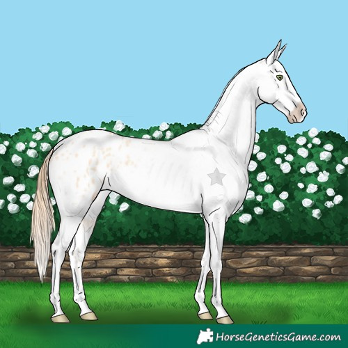 Horse Color:Gold Champagne Roan Dun Splash Tobiano Frame Appaloosa Rabicano 