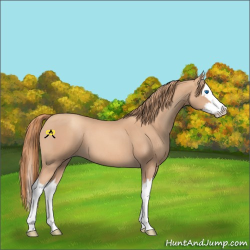 Horse Color:Gold Champagne Splash 
