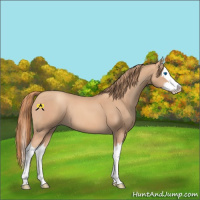 Horse Color:Gold Champagne Splash 